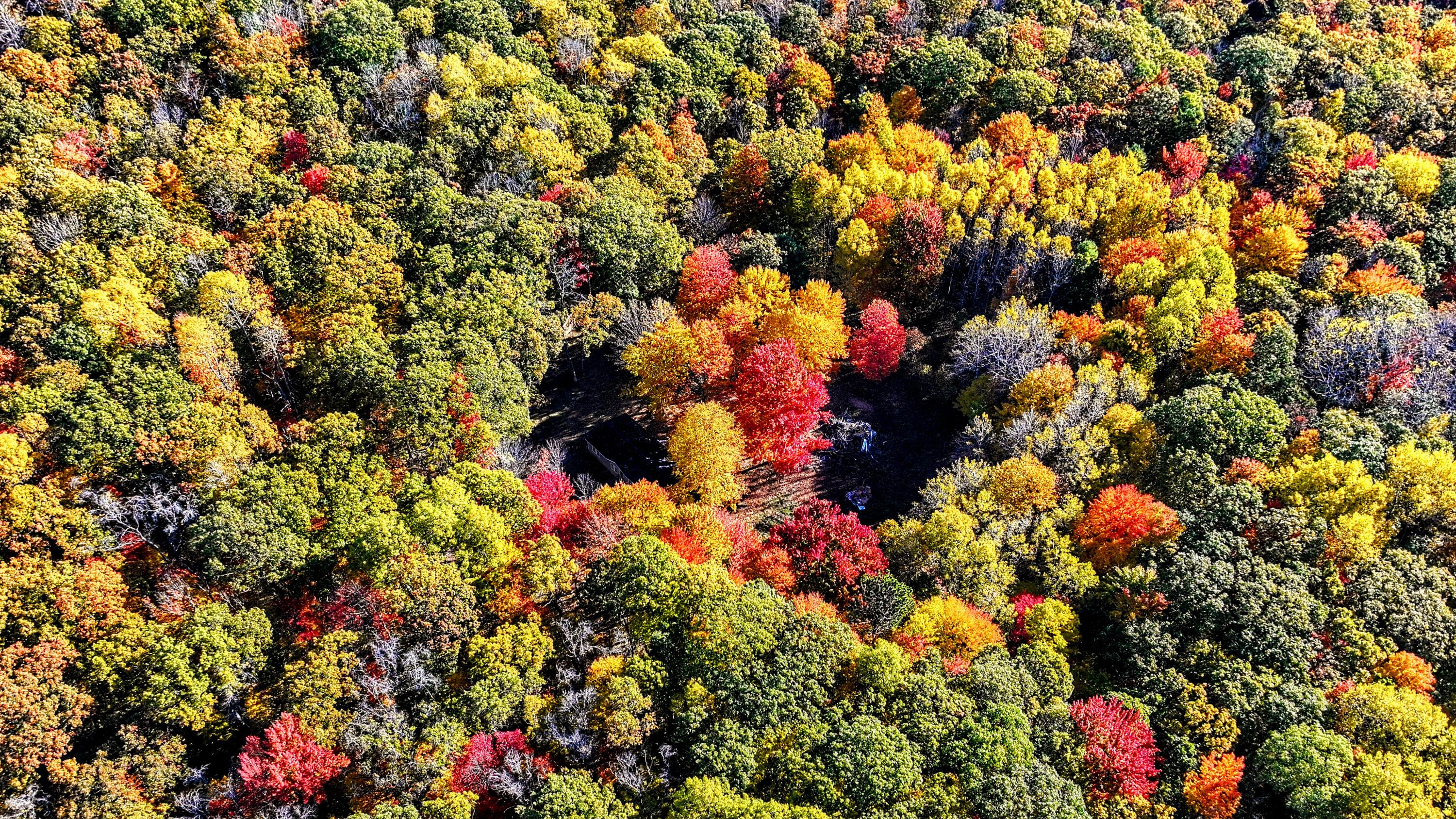 9370 North Brooks Road Irons, MI 49644 - Photo 8 of 25 DJI_20241019110322_0090_D~2