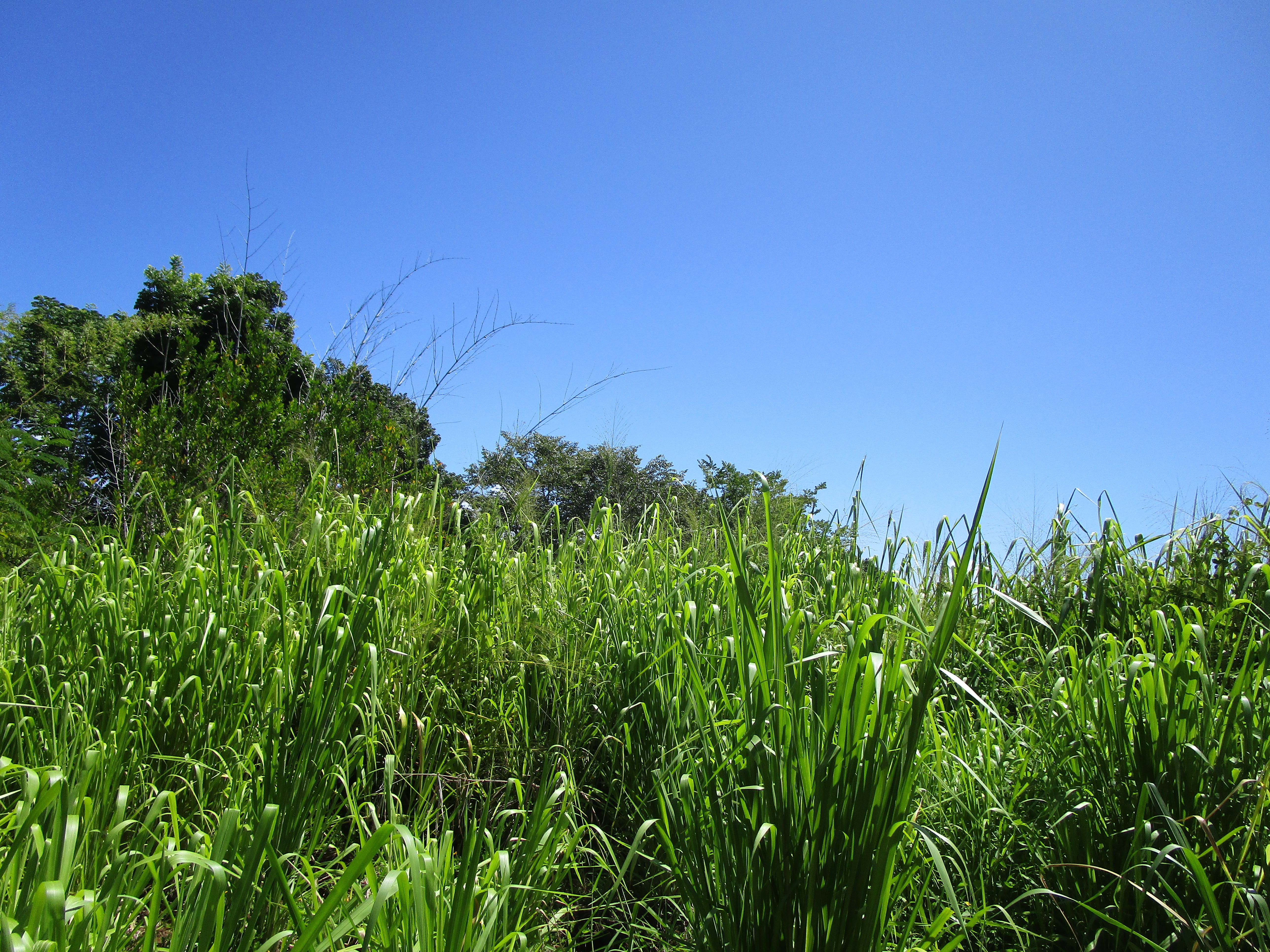 28-110 Kulaimano Homestead Road Pepeekeo, HI 96783 - Photo 11 of 13