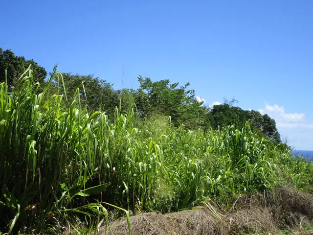 a view of a pathway with a garden