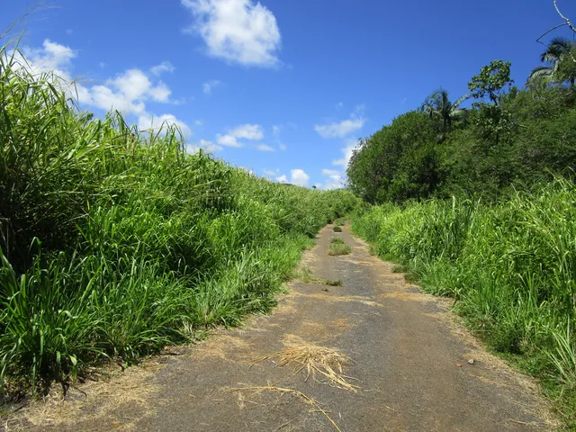 $1,195,000 | 28-110 Kulaimano Homestead Road, Pepeekeo, HI 96783