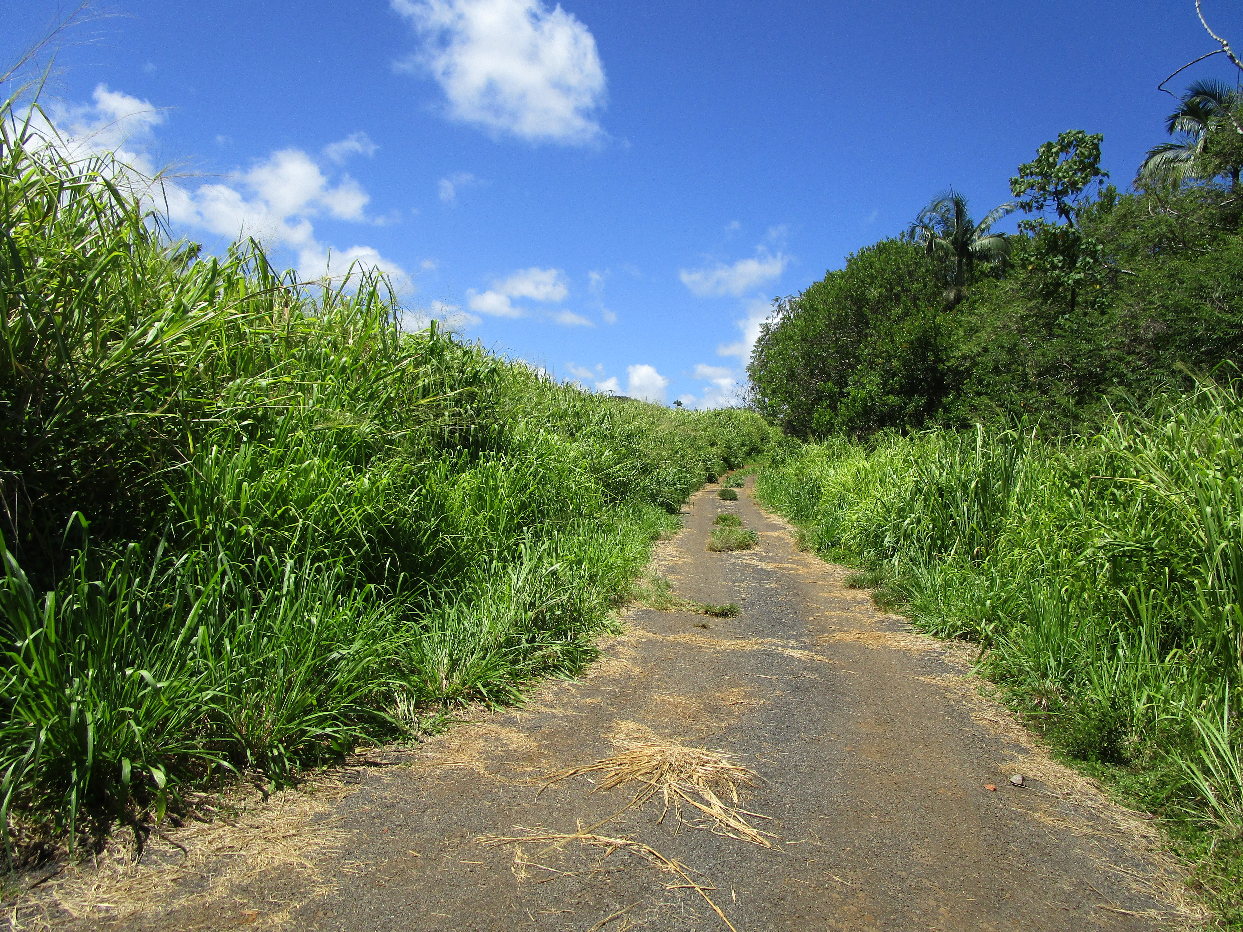 28-110 Kulaimano Homestead Road Pepeekeo, HI 96783 - Photo 13 of 13