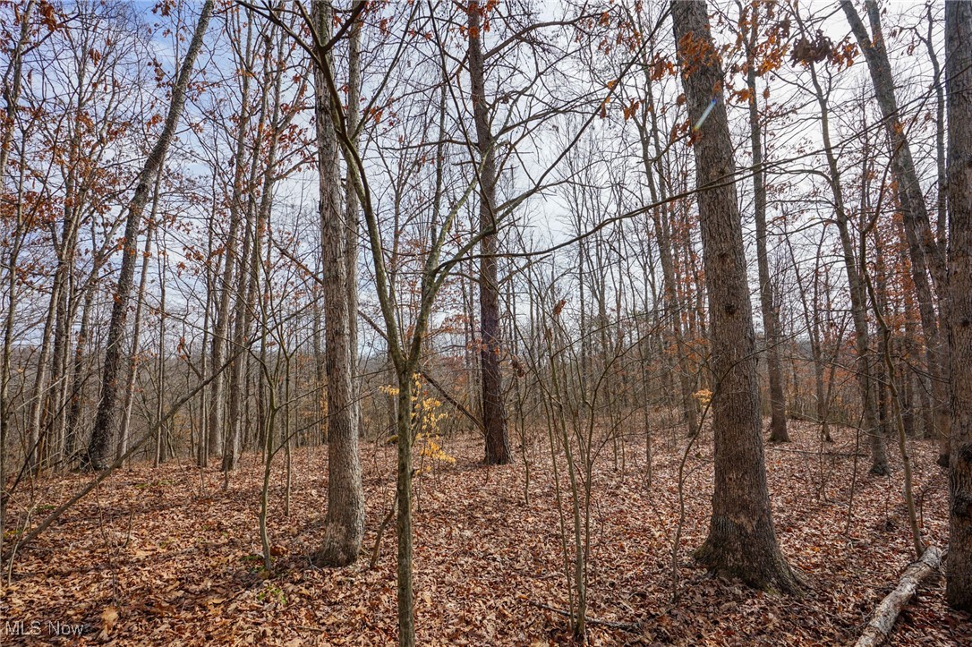 Jackson Fork Road South Webster, OH 45682 - Photo 23 of 37 View of local wilderness