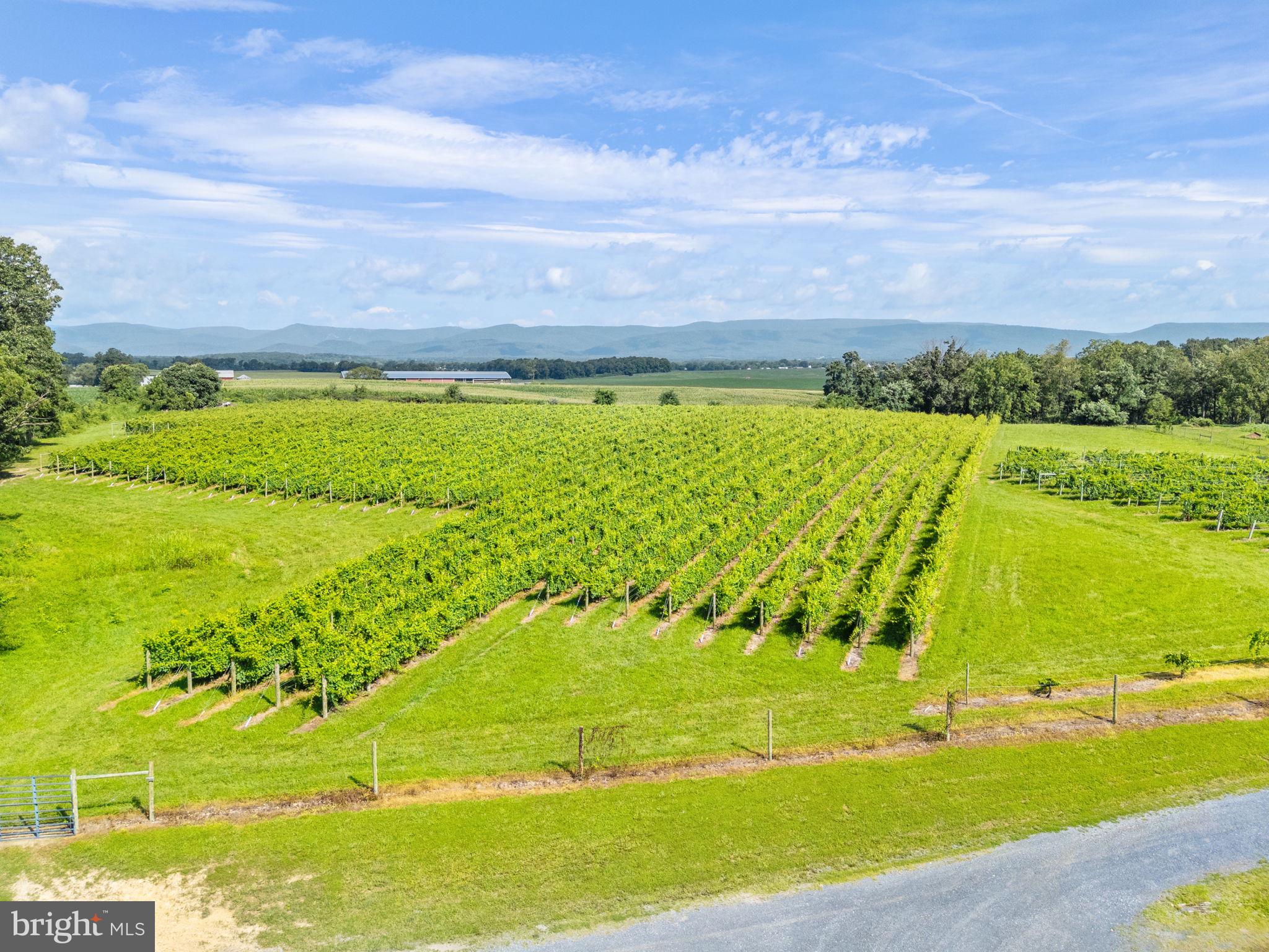3659 South Ox Road Edinburg, VA 22824 - Photo 58 of 66 Nature’s grid: aerial vineyard beauty