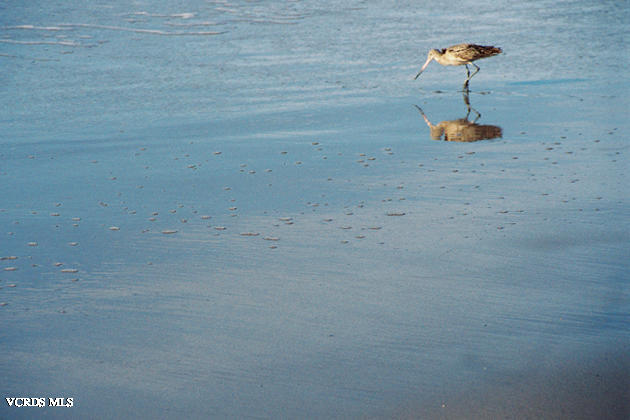 5312 Reef Way Oxnard, CA 93035 - Photo 25 of 31 Sandpiper Bird