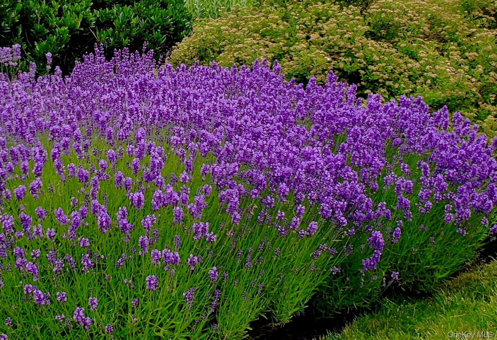 1680 Lands End Road Orient, NY 11957 - Photo 4 of 50 Colorful Flower Gardens