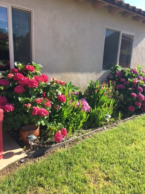 321 Womack Lane Fallbrook, CA 92028 - Photo 14 of 25 Beautiful Flowers