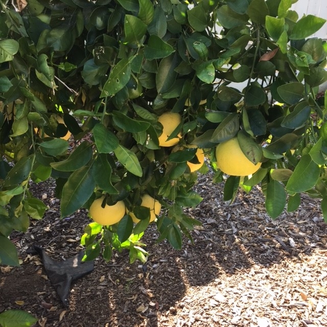 321 Womack Lane Fallbrook, CA 92028 - Photo 19 of 25 Grapefruit Tree