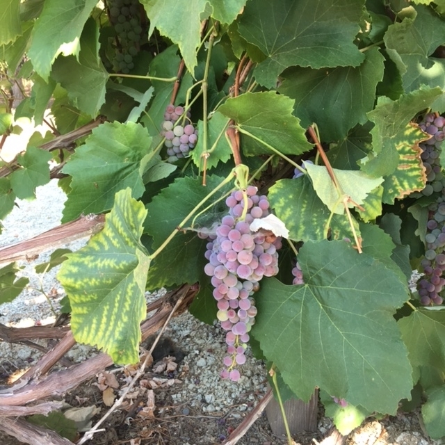 321 Womack Lane Fallbrook, CA 92028 - Photo 20 of 25 Delicious Grapes