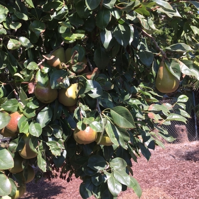 321 Womack Lane Fallbrook, CA 92028 - Photo 21 of 25 Juicy pears!
