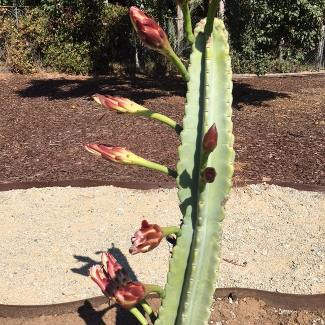 321 Womack Lane Fallbrook, CA 92028 - Photo 22 of 25 Beautiful plants throughout...