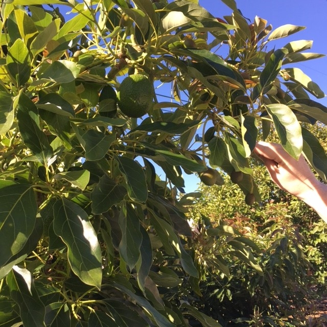 321 Womack Lane Fallbrook, CA 92028 - Photo 25 of 25 Avocado Tree
