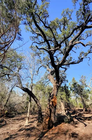 a view of a dirt road with trees in the background