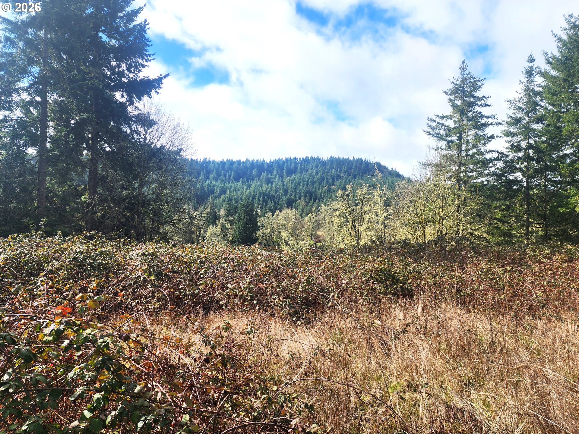 85106 Territorial Highway Eugene, OR 97402 - Photo 21 of 48 a view of a forest with trees in the background