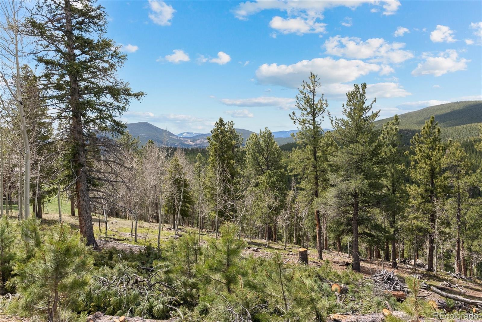 1364 Royal Ridge Drive Bailey, CO 80421 - Photo 18 of 30 a view of a yard with large trees