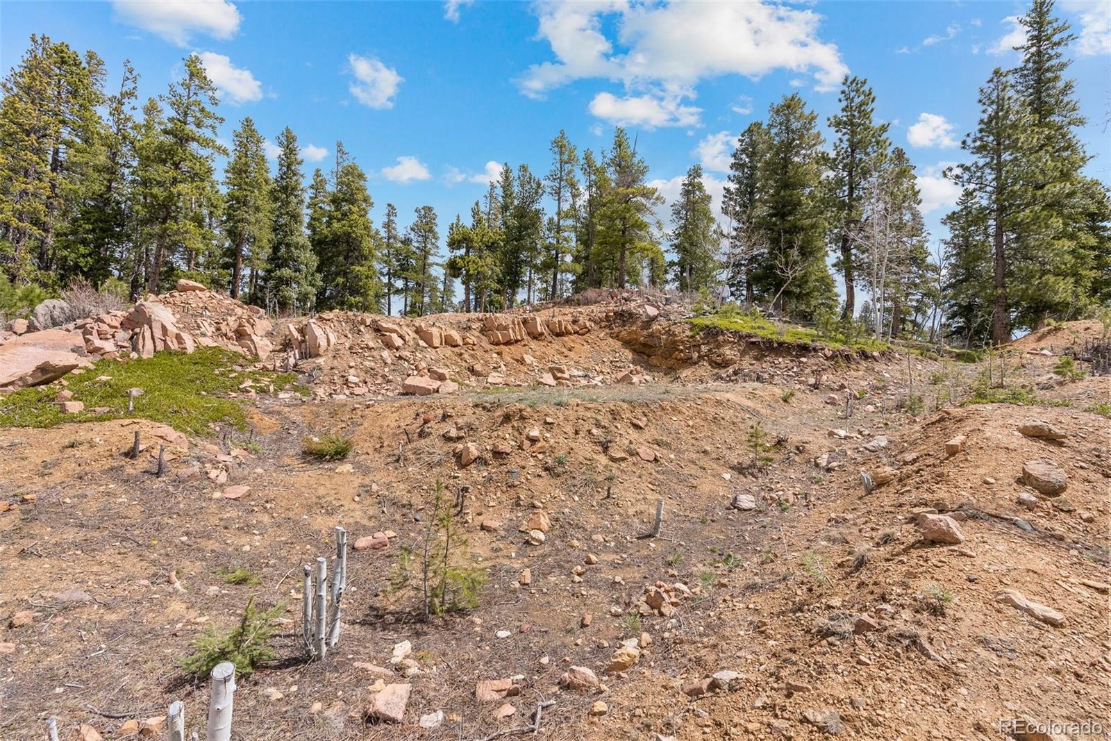 1364 Royal Ridge Drive Bailey, CO 80421 - Photo 19 of 30 a view of outdoor space and trees