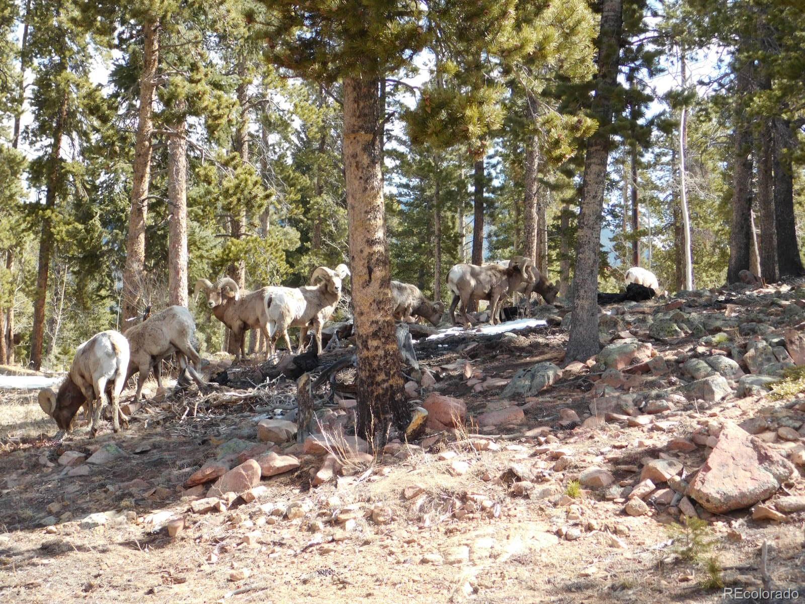 1364 Royal Ridge Drive Bailey, CO 80421 - Photo 6 of 30 a view of a yard with large trees