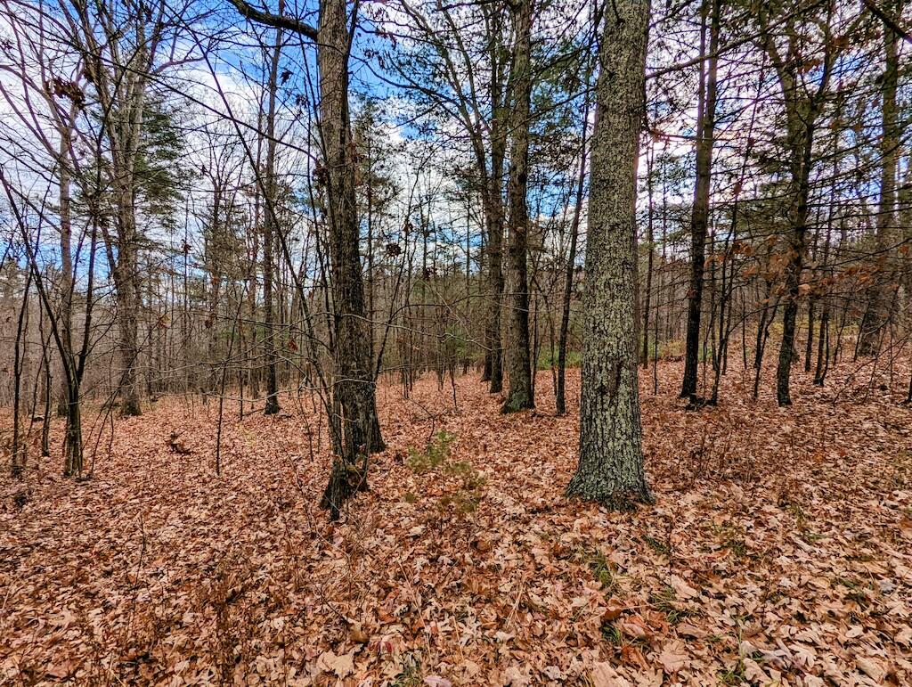 1555 Coles Knob Road Northeast Check, VA 24072 - Photo 16 of 27 a view of a forest filled with trees