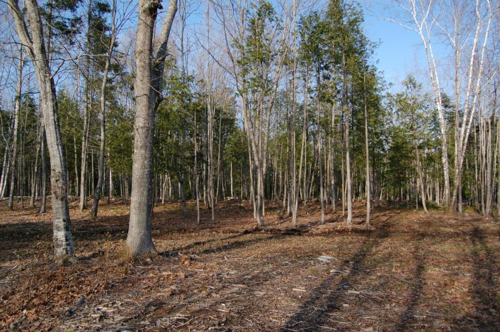Lot 103 Pound Hill Road Northport, ME 04849 - Photo 8 of 9 Photo