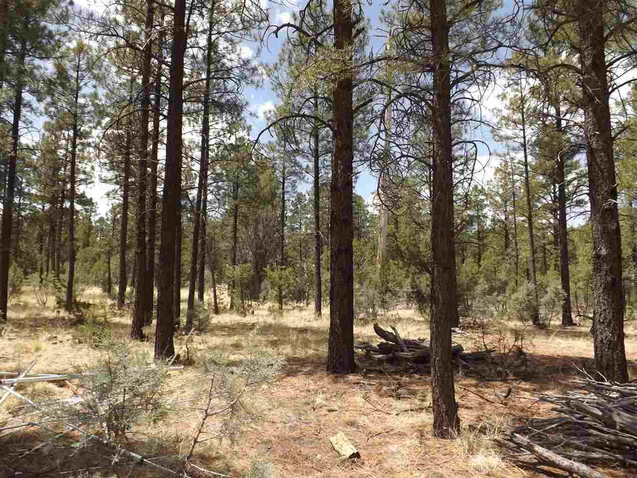 2874 Cattle Trail Road Overgaard, AZ 85933 - Photo 8 of 27 a view of outdoor space with trees