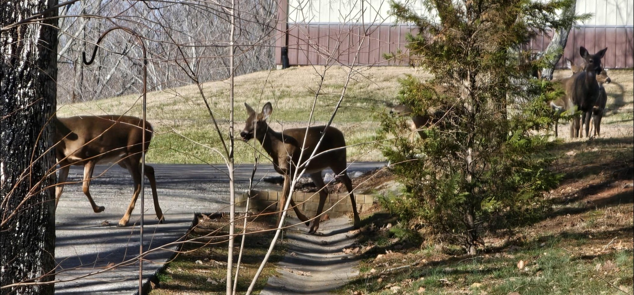 5207 Stacy Springs Road Springfield, TN 37172 - Photo 81 of 98