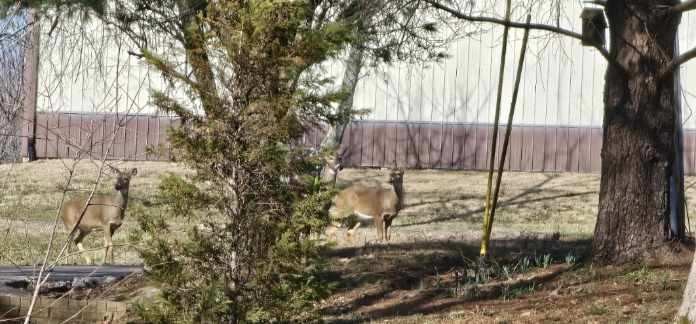 5207 Stacy Springs Road Springfield, TN 37172 - Photo 82 of 98 a view of a backyard