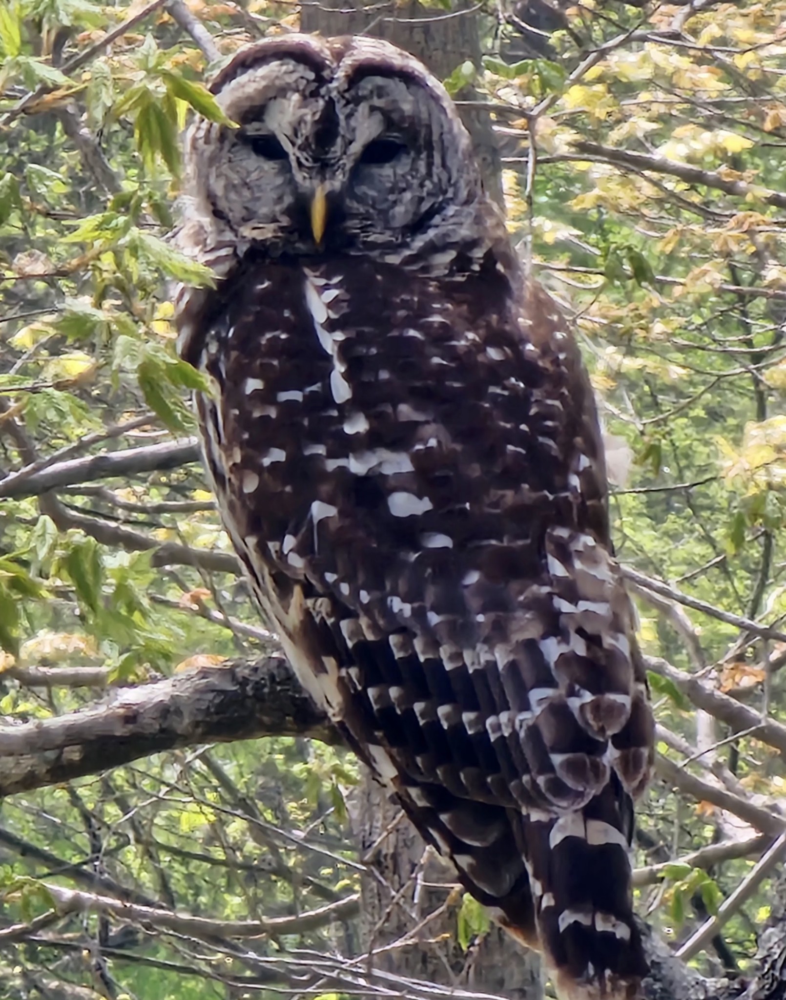 5207 Stacy Springs Road Springfield, TN 37172 - Photo 90 of 98