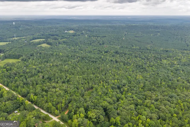 a street view with large trees
