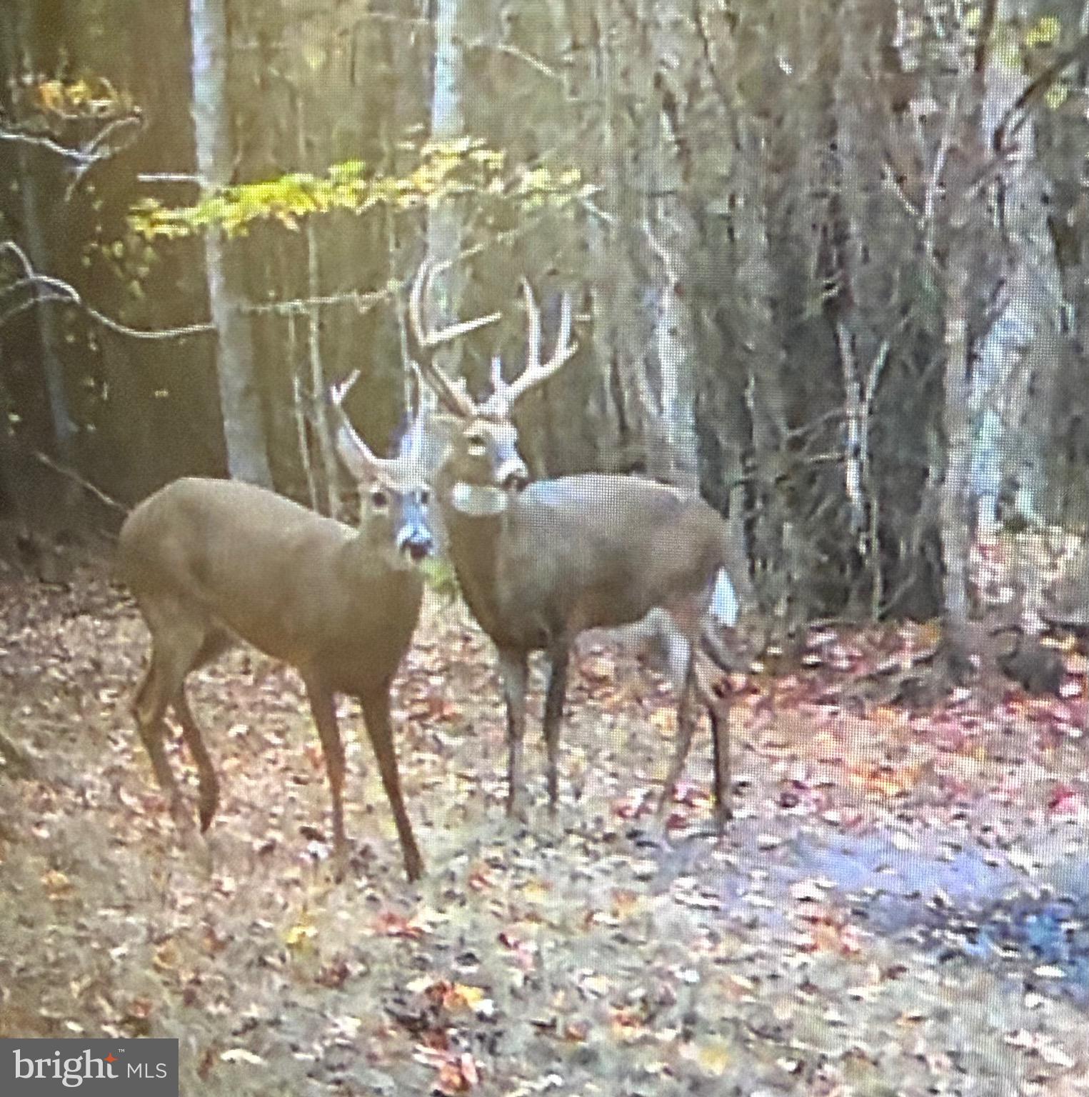 0 Hooper Neck Road Madison, MD 21648 - Photo 118 of 129