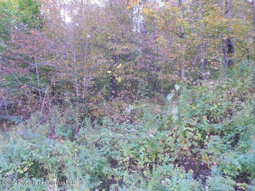 Quarry Road Montrose, PA 18801 - Photo 1 of 1 a view of a forest with trees and bushes