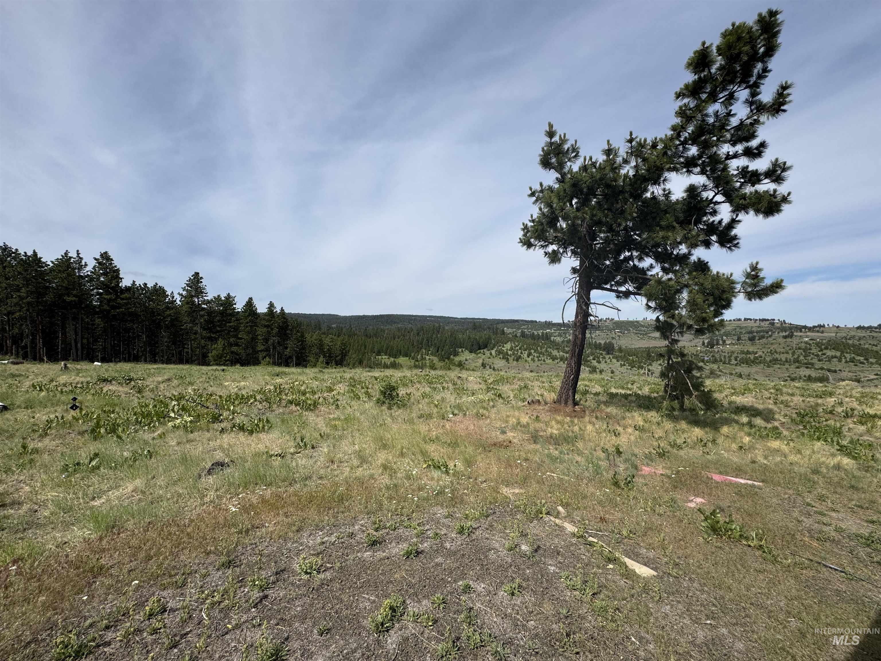 100 Rock Hill Road Pomeroy, WA 99347 - Photo 44 of 48 View of wooded area