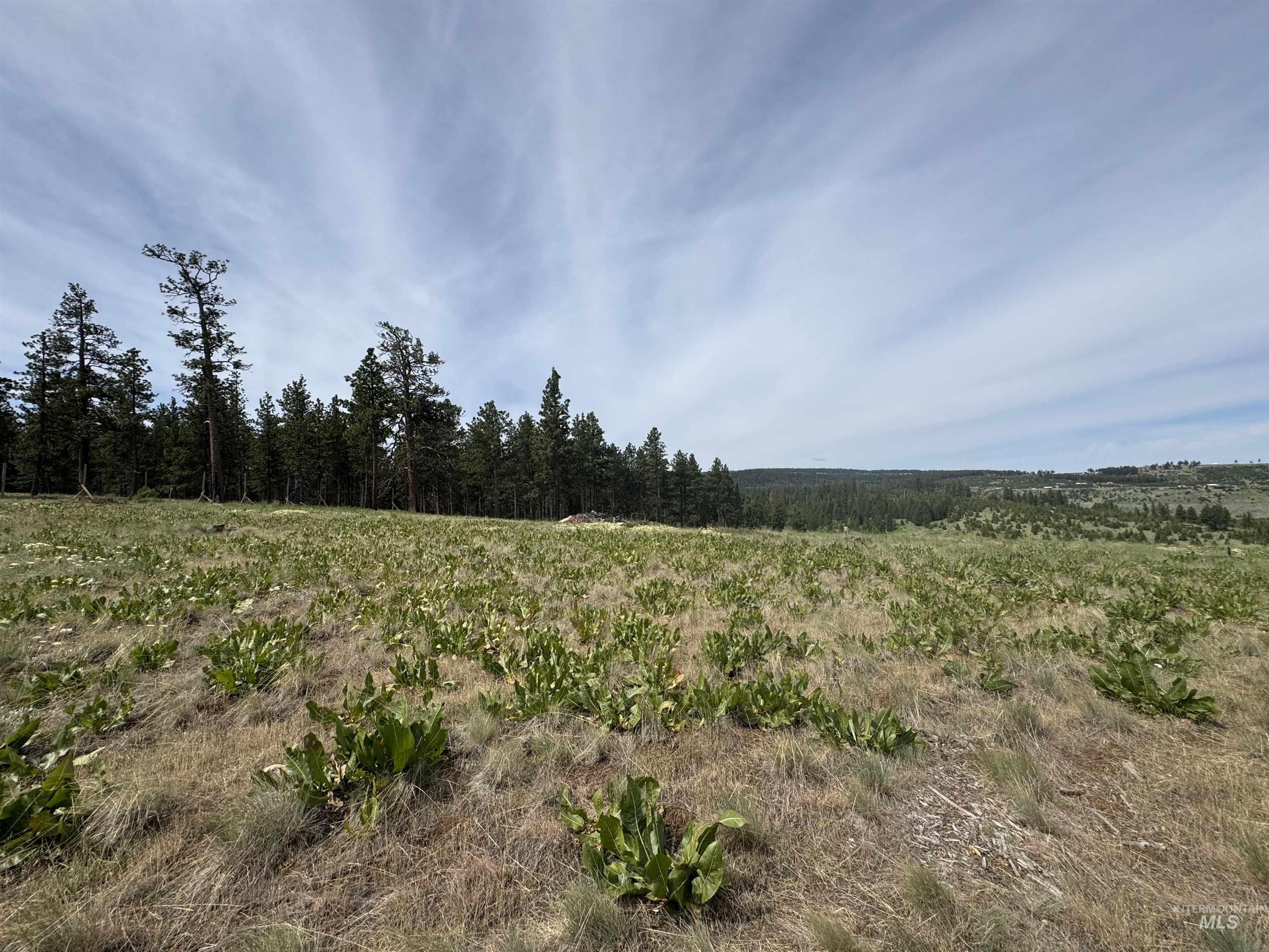 100 Rock Hill Road Pomeroy, WA 99347 - Photo 45 of 48 View of undeveloped land