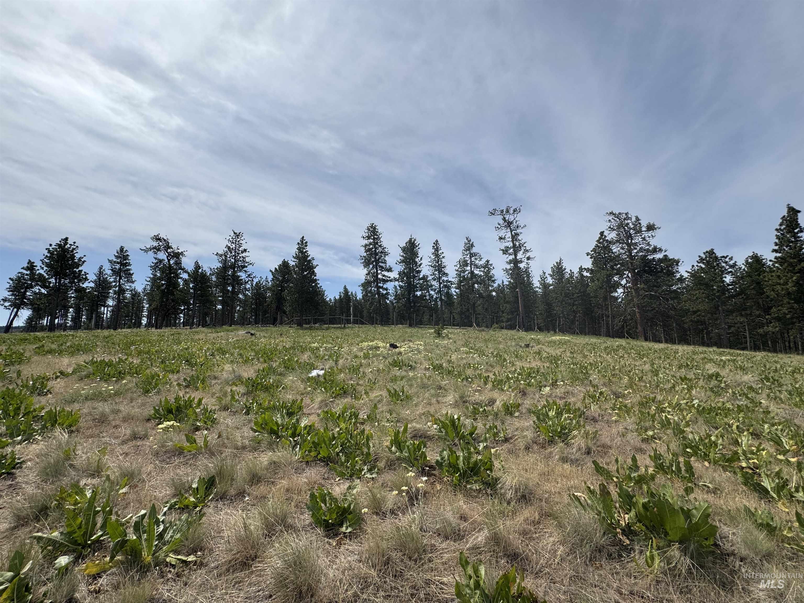 100 Rock Hill Road Pomeroy, WA 99347 - Photo 46 of 48 View of wooded area