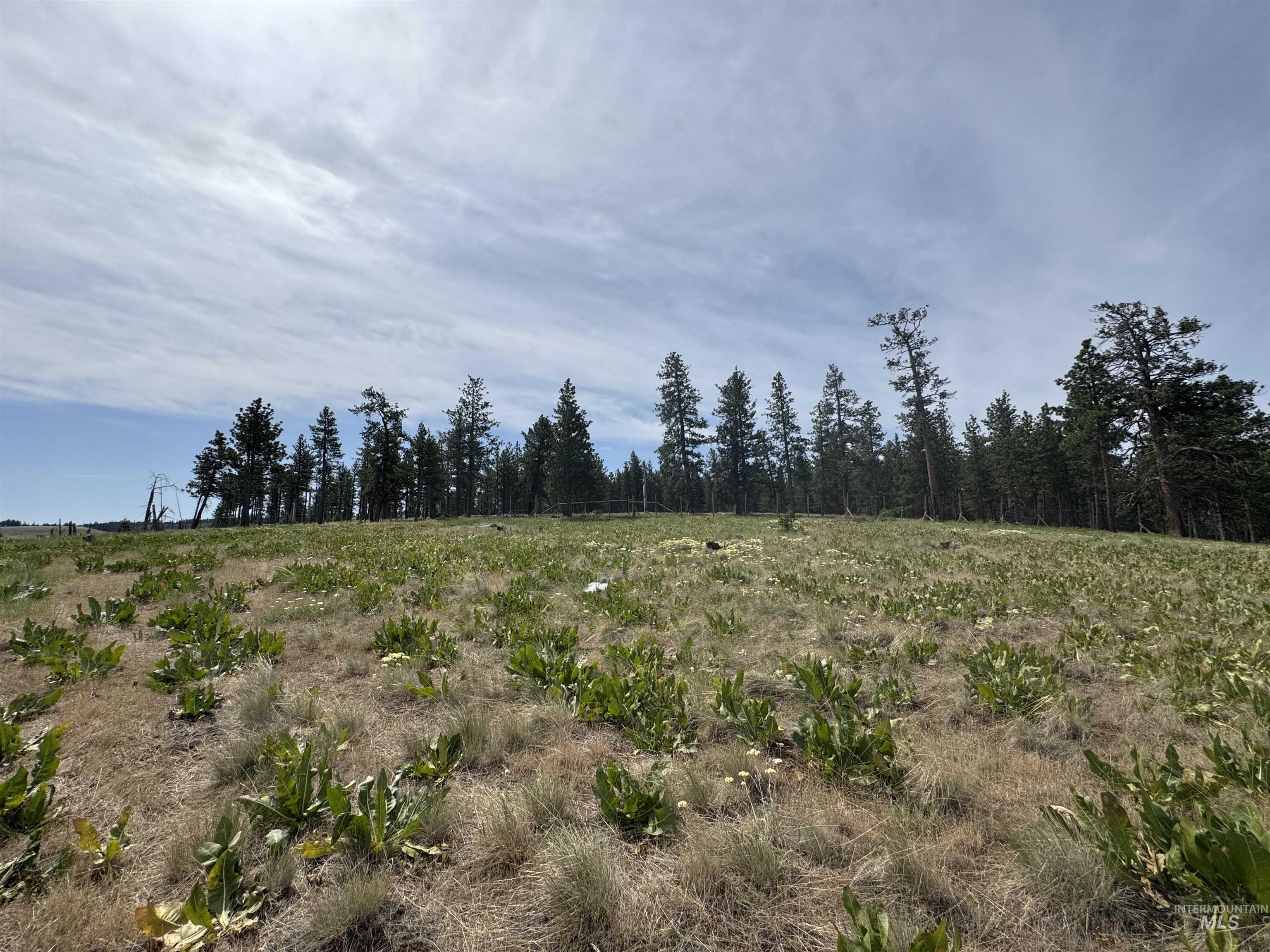 100 Rock Hill Road Pomeroy, WA 99347 - Photo 47 of 48 View of wooded area