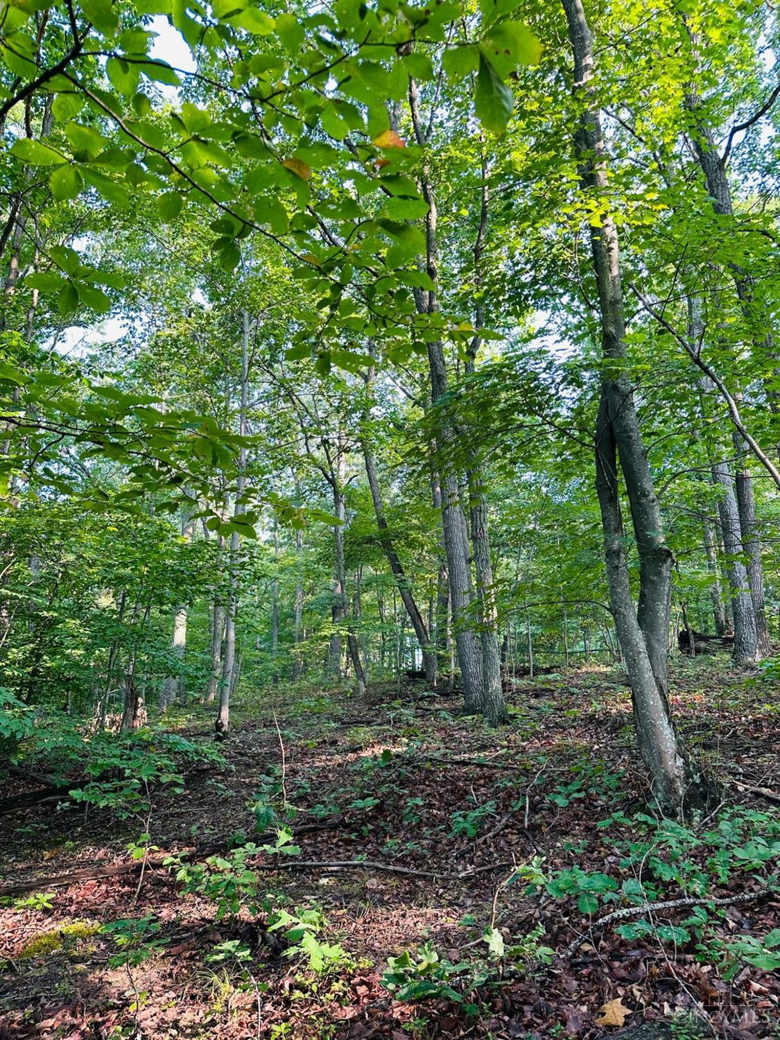 6329 Sunshine Ridge Road Blue Creek, OH 45616 - Photo 39 of 89