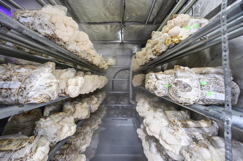 4020 Farm To Market 515 Emory, TX 75440 - Photo 17 of 39 Inside the gourmet mushroom cultivation lab — Lion's Mane fruiting bodies bursting from labeled substrate bags on commercial steel racks, bathed in humidity inside a fully climate-controlled fruiting chamber. Premium product. Active production.