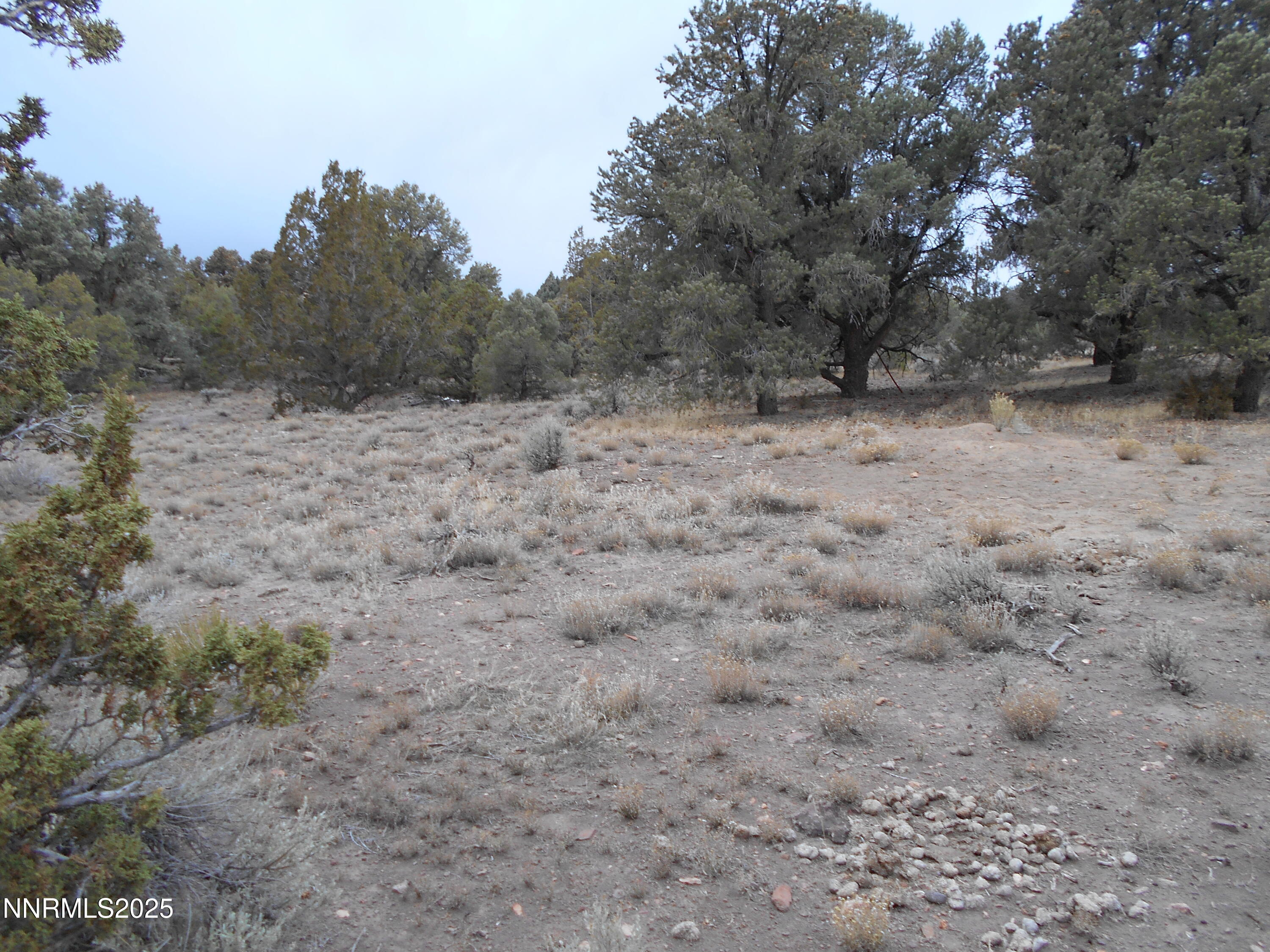 21855 Adobe Road Reno, NV 89521 - Photo 8 of 25 a view of a dry yard with trees