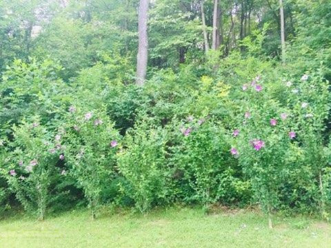 67575 Valley Road White Pigeon, MI 49099 - Photo 50 of 55 Landscaping