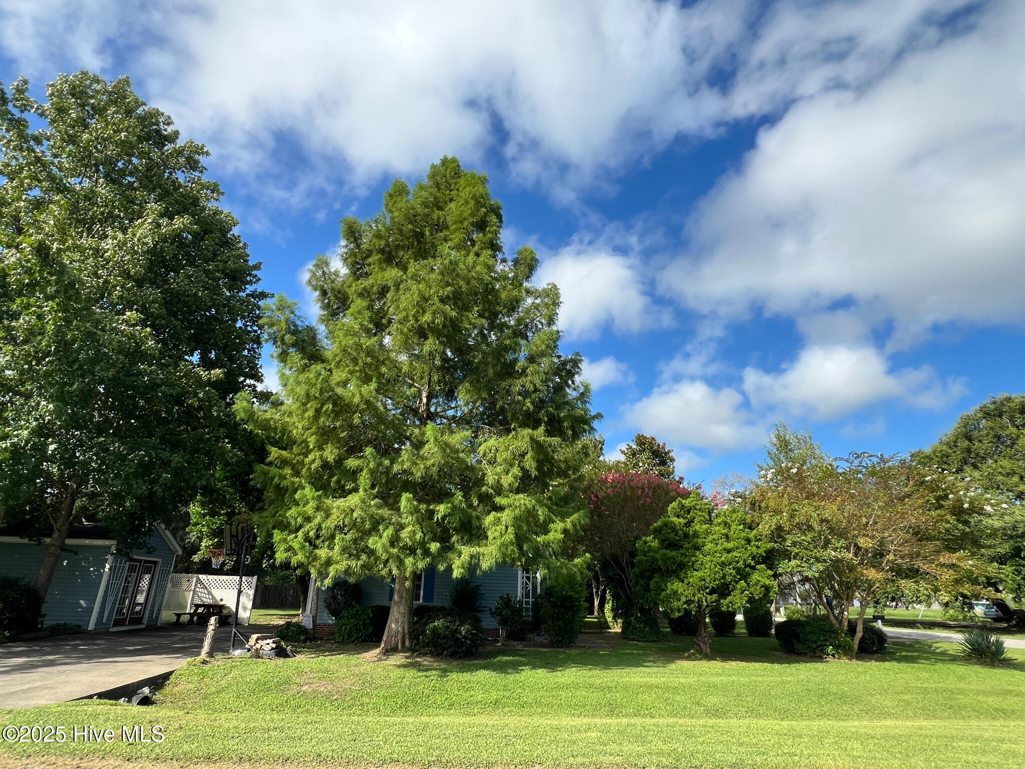 311 Ferry Road Elizabeth City, NC 27909 - Photo 39 of 58 Beautiful Trees