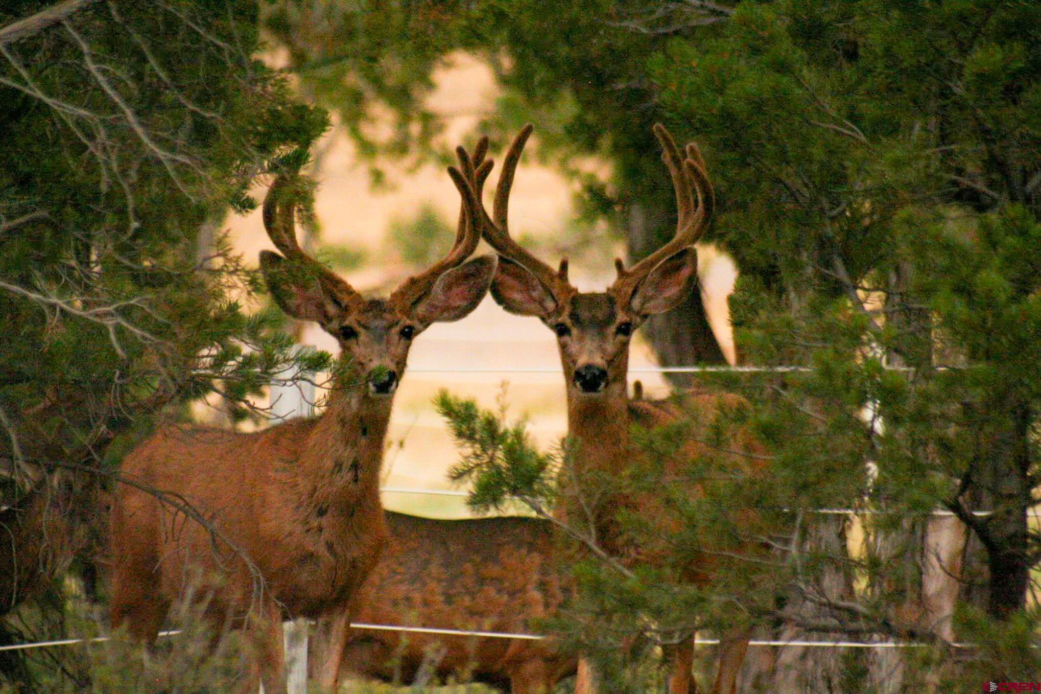 349 Mariposa Drive Durango, CO 81301 - Photo 33 of 34 view of a house