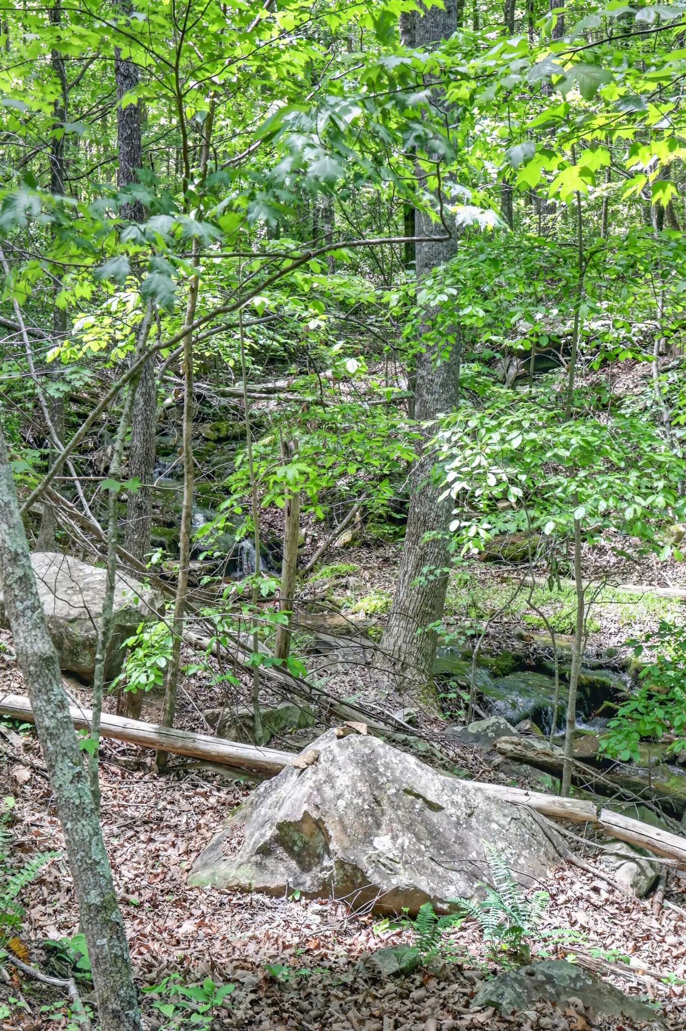 1215 Stage Coach Road Sewanee, TN 37375 - Photo 8 of 30 a backyard of a house with lots of green space