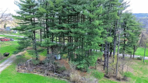 a view of a garden with a tree