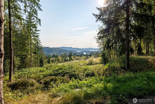 a view of a lush green forest with trees in the background