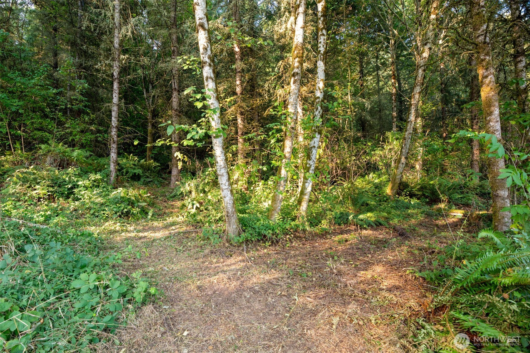 189 Kjesbu Road Silver Creek, WA 98585 - Photo 13 of 17 a view of a yard with plants and large trees