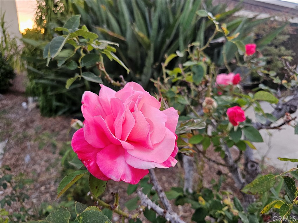 11541 Donovan Road Rossmoor, CA 90720 - Photo 45 of 51 First Prize Rose Bush
