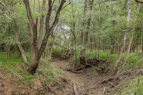 a view of a forest
