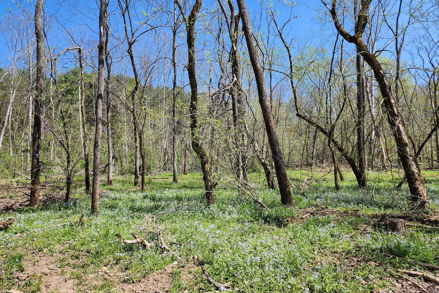 0 Featherstone Road, Unit TRACT 2) Stewart, OH 45778 - Photo 31 of 56 CT-31