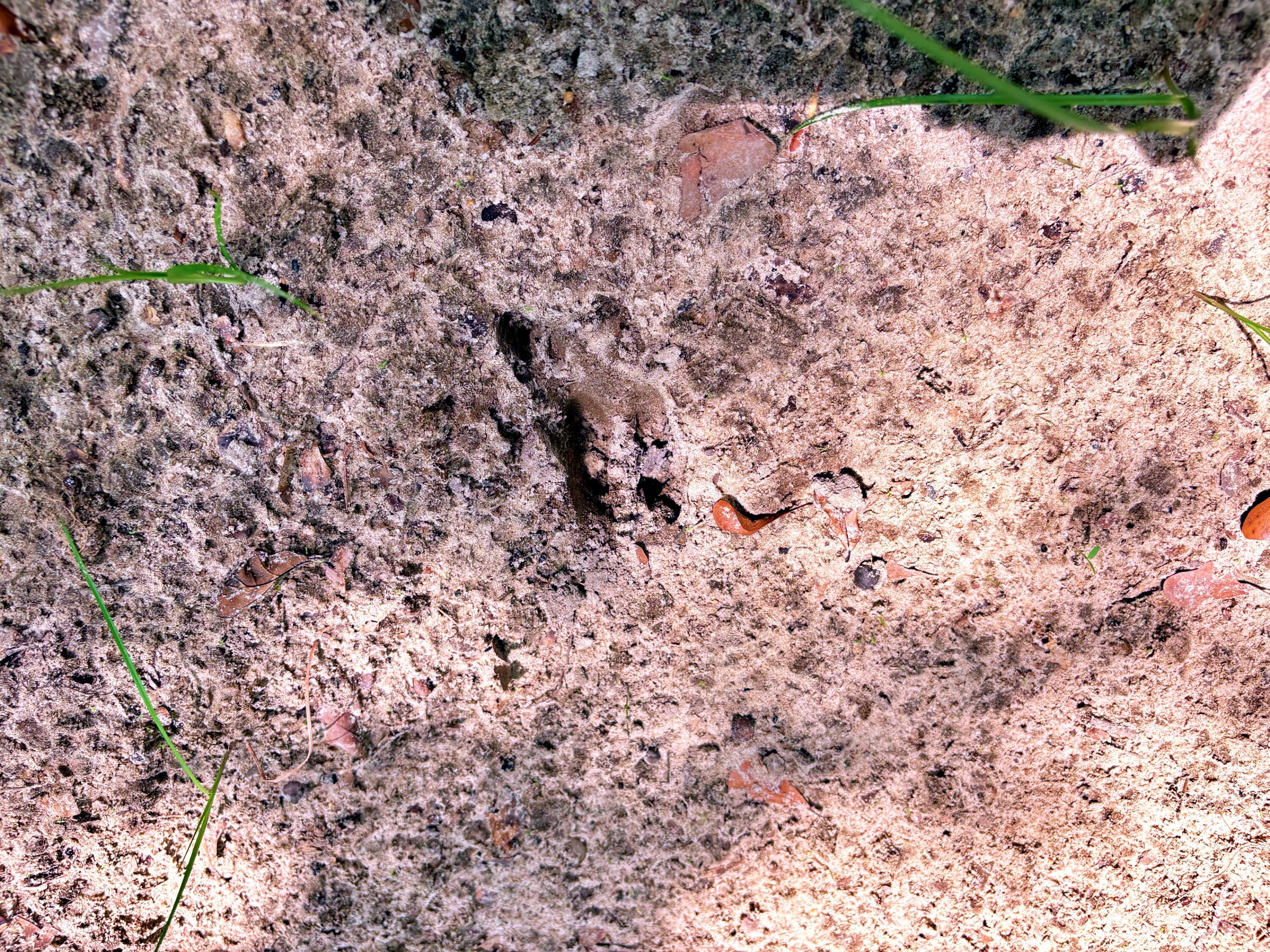 7998 Kenwood Road Greeleyville, SC 29056 - Photo 14 of 52 batch_IMG_0622