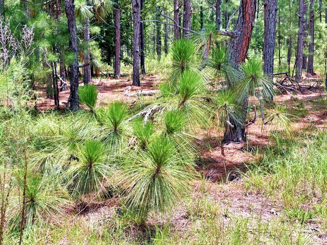 $1,280,500 | 7998 Kenwood Road, Greeleyville, SC 29056