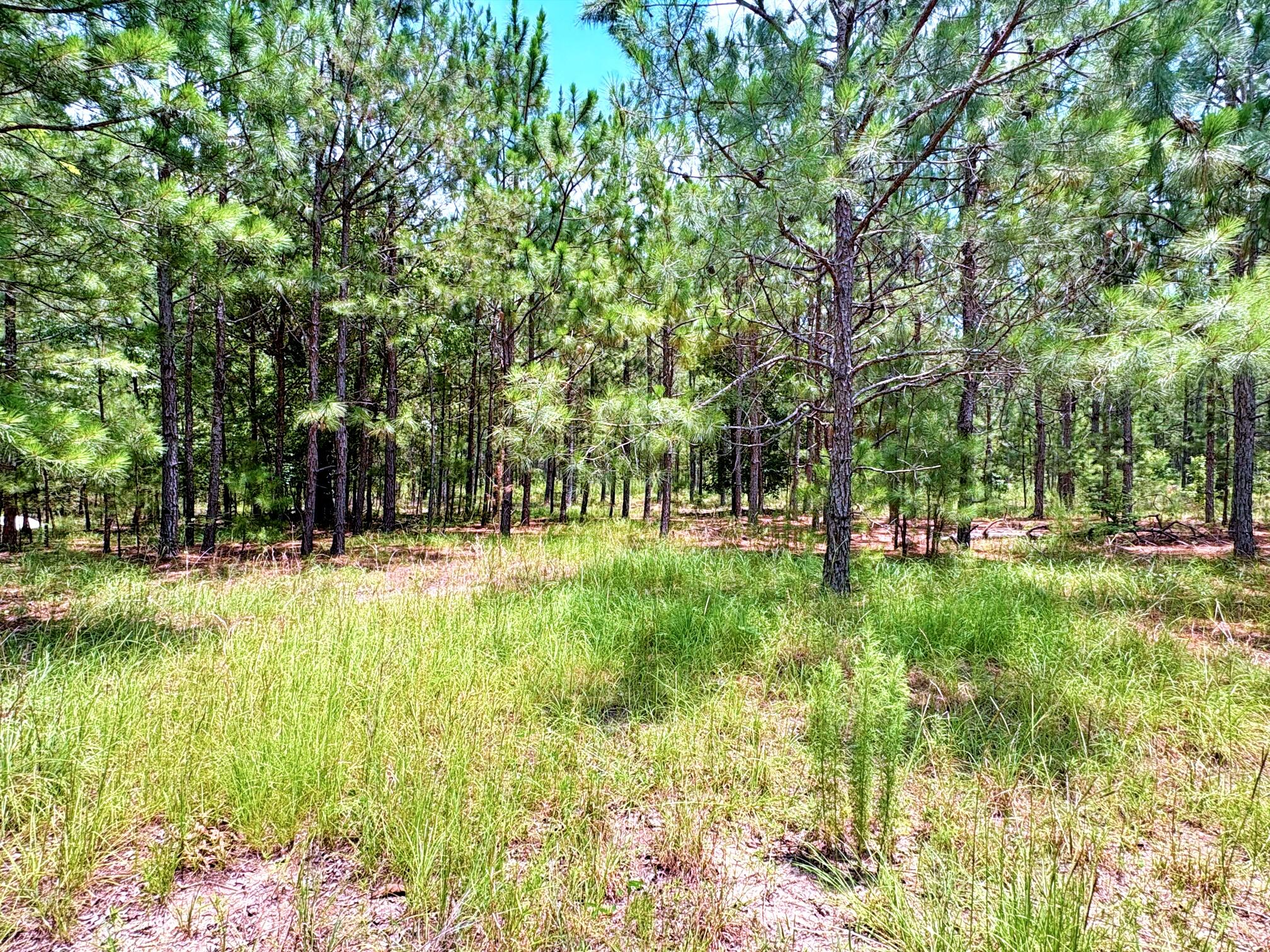 7998 Kenwood Road Greeleyville, SC 29056 - Photo 17 of 52 batch_IMG_0625