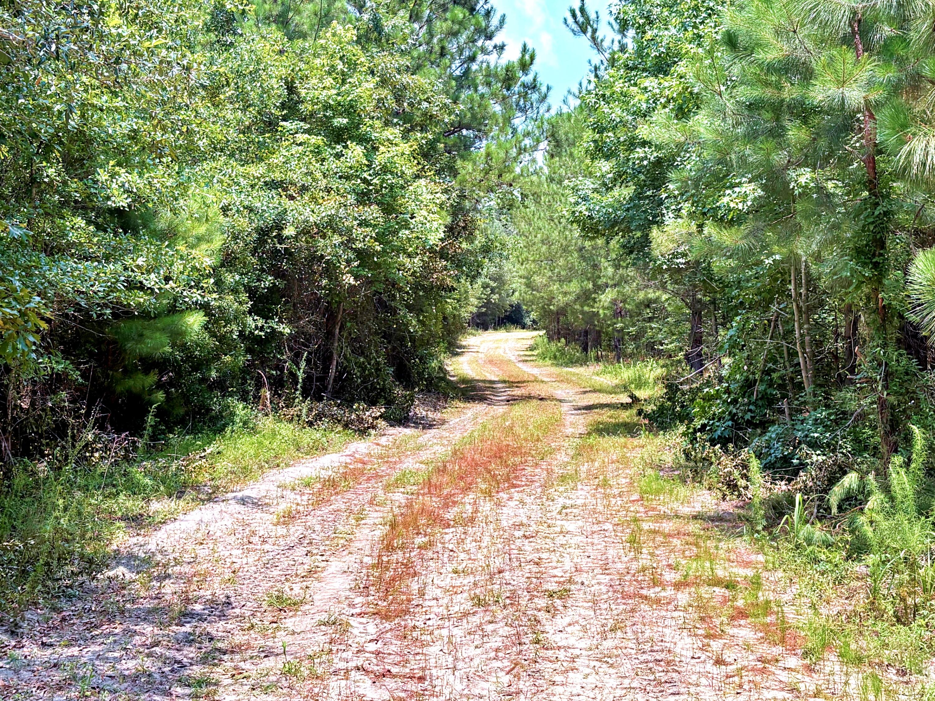 7998 Kenwood Road Greeleyville, SC 29056 - Photo 19 of 52 batch_IMG_0627